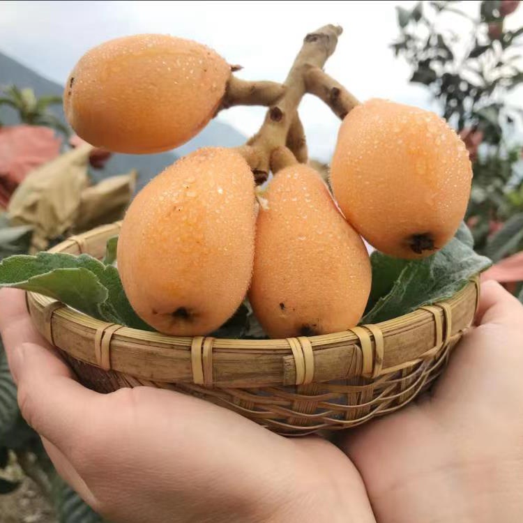 大凉山枇杷 2.5kg